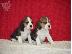 PoulaTo: Beagle Puppies για υιοθεσία.