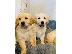PoulaTo: Πωλούνται κουτάβια Golden Retriever