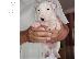 PoulaTo: κουτάβια Bull Terrier
