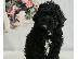 PoulaTo: Διαθέσιμα κουτάβια Poodle