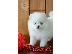 PoulaTo: ψάχνω pomeranian mini