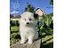 PoulaTo: Σιβηρικά κουτάβια samoyed