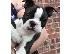 PoulaTo: Ειδική Boston Terrier κουτάβια