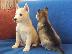PoulaTo: Siberian Husky Original Colour for sale!