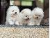 PoulaTo: πομερανός μινι καθαρόαιμα/ Pomeranian Mini