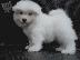 PoulaTo: Samojed šteniatka puppies for sale