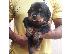 PoulaTo: Adorable Rottweiler Puppy For Sale