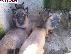 PoulaTo: BELGIAN SHEPER MALINOA