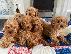 PoulaTo: Cavapoo Red