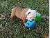 PoulaTo: Αγγλικο μπουλντογκ - English bulldog puppies