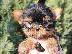 PoulaTo: Yorkshire Terrier