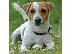 PoulaTo: Jack Russell Καθαροαιμα κουτάβια ευκαιρία Αθηνα 6988190151