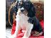 PoulaTo: Η Akc δημιούργησε τα κουτάβια Cavalier King Charles Spaniel