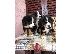 PoulaTo: Κουτάβια Bernese Mountain Dog