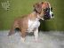 PoulaTo: BOXER