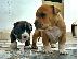 PoulaTo: American staffordshire terrier απο τα καλυτερα αιματα 6979314054