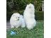 PoulaTo: Καταπληκτικά μικρά κουτάβια Pomeranian!