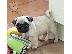 PoulaTo: Χαριτωμένα κουτάβια Pug