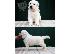 PoulaTo: Swiss White Shepherd Dogs
