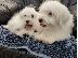 PoulaTo: Coton de Tulear / Πεκίνου κουτάβια