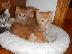 PoulaTo: Maine Coon Cats και γατάκια