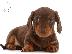 PoulaTo: Dachshund - Ντάτσχουντ