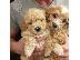 PoulaTo: Maltipoo Puppies for sale