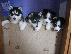 PoulaTo: Πωλούνται siberian husky κουτάβια