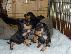 PoulaTo: Mini Pinscher