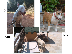PoulaTo: Bull Terrier κουτάβια !