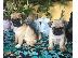 PoulaTo: Διαθέσιμα κουτάβια Pugs