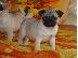 PoulaTo: Ειδικά μικρά Pug κουτάβια