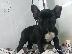 PoulaTo: French bulldog black