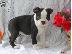 PoulaTo: Δύο γυναίκες Boston terrier κουτάβια