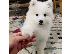 PoulaTo: Όμορφα κουτάβια Samoyed