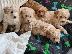 PoulaTo: Cavapoo Red