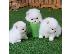 PoulaTo: pomeranian mini
