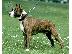 PoulaTo: American Staffordshire Terrier