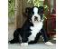 PoulaTo: Ειδική Boston Terrier κουτάβια