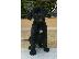 PoulaTo: ΚΟΥΤΑΒΙ CANE CORSO ΕΚΘΕΣΙΑΚΟ