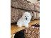 PoulaTo: Rehoming ένα γλυκό κουτάβι Pomeranian!