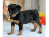 PoulaTo: Κουτάβια Rottweiller για υιοθεσία