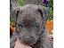 PoulaTo: Κουτάβια American Pit Bull Terrier