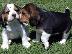 PoulaTo: Διαθέσιμα κουτάβια Beagle