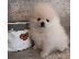 PoulaTo: Pomeranian mini