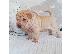 PoulaTo: Shar pei