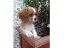 PoulaTo: King of Cavaliers Charles κουτάβια.