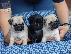 PoulaTo: μικρές Pugs