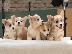PoulaTo: Κουτάβια Pembroke Ουαλίας Corgi