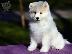 PoulaTo: Samoyed κουτάβια